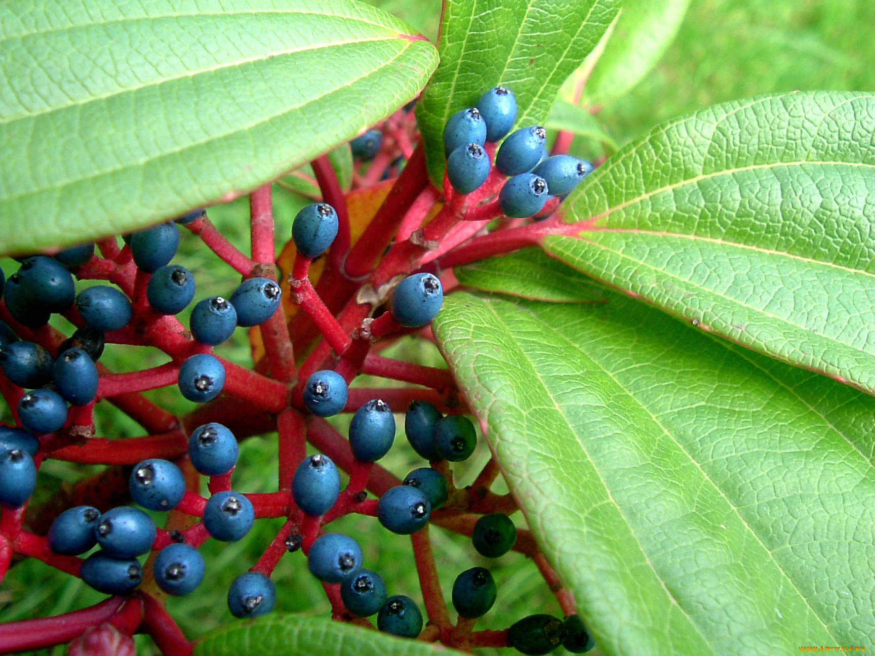 7 berry 7. Растение с ягодами на листьях как называется.